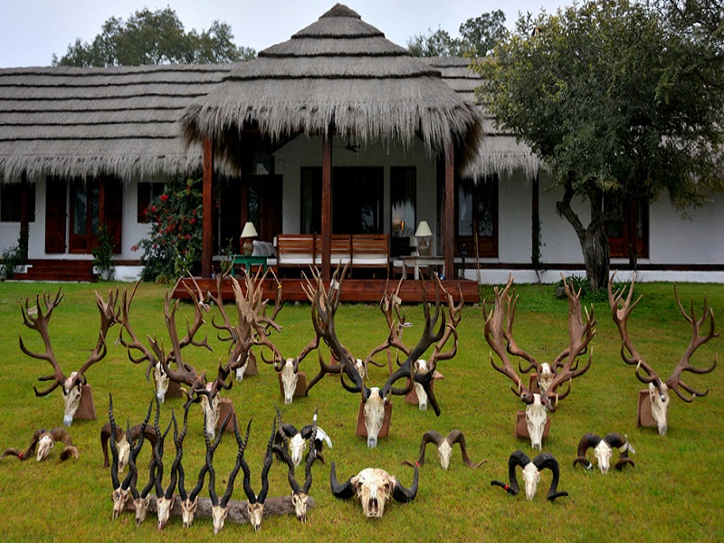 Royal Prop Argentina